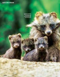 Titelbild der Ausgabe 27/2018 von Familie Marderhund: BITTE RECHT FREUNDLICH!. Zeitschriften als Abo oder epaper bei United Kiosk online kaufen.