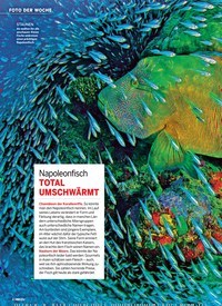 Titelbild der Ausgabe 29/2018 von FOTO DER WOCHE: Napoleonfisch: TOTAL UMSCHWÄRMT. Zeitschriften als Abo oder epaper bei United Kiosk online kaufen.