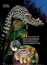 Titelbild der Ausgabe 29/2018 von NATUR: Was faucht da auf Mallorca?. Zeitschriften als Abo oder epaper bei United Kiosk online kaufen.