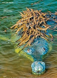 Titelbild der Ausgabe 34/2018 von FOTO DER WOCHE: Krokodile in Indien KINDERSEGEN. Zeitschriften als Abo oder epaper bei United Kiosk online kaufen.