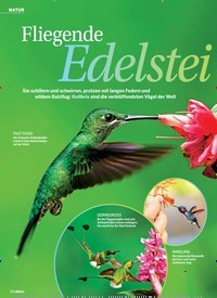 Titelbild der Ausgabe 34/2018 von NATUR: Fliegende Edelsteine. Zeitschriften als Abo oder epaper bei United Kiosk online kaufen.