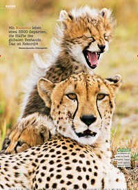 Titelbild der Ausgabe 40/2018 von NATUR: Rettet die Geparden!. Zeitschriften als Abo oder epaper bei United Kiosk online kaufen.