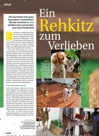 Titelbild der Ausgabe 41/2018 von NATUR: Ein Rehkitz zum Verlieben. Zeitschriften als Abo oder epaper bei United Kiosk online kaufen.