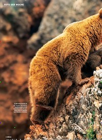 Titelbild der Ausgabe 44/2018 von FOTO DER WOCHE: Braunbären in Spanien: AUF DEM WEG NACH OBEN. Zeitschriften als Abo oder epaper bei United Kiosk online kaufen.