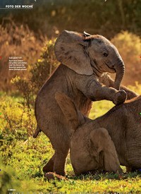 Titelbild der Ausgabe 46/2018 von FOTO DER WOCHE: Babyelefant: KOMM, SPIEL MIT MIR!. Zeitschriften als Abo oder epaper bei United Kiosk online kaufen.