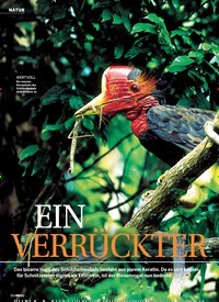 Titelbild der Ausgabe 47/2018 von NATUR: EIN VERRÜCKTER Dickkopf. Zeitschriften als Abo oder epaper bei United Kiosk online kaufen.