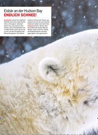 Titelbild der Ausgabe 50/2018 von FOTO DER WOCHE: Eisbär an der Hudson Bay: ENDLICH SCHNEE!. Zeitschriften als Abo oder epaper bei United Kiosk online kaufen.