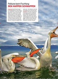 Titelbild der Ausgabe 2/2019 von Pelikane beim Fischfang: DEN HAPPEN SCHNAPPEN: FOTO DER WOCHE. Zeitschriften als Abo oder epaper bei United Kiosk online kaufen.