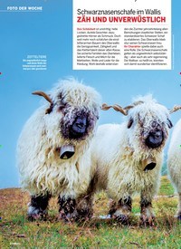Titelbild der Ausgabe 5/2019 von FOTO DER WOCHE: Schwarznasenschafe im Wallis ZÄH UND UNVERWÜSTLICH. Zeitschriften als Abo oder epaper bei United Kiosk online kaufen.