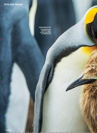 Titelbild der Ausgabe 8/2019 von FOTO DER WOCHE: Pinguine auf Ostfalkland KÖNIGLICHE KINDHEIT. Zeitschriften als Abo oder epaper bei United Kiosk online kaufen.