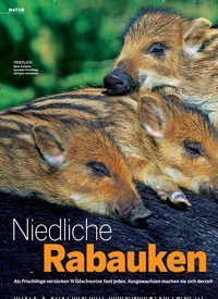 Titelbild der Ausgabe 8/2019 von NATUR: Niedliche Rabauken. Zeitschriften als Abo oder epaper bei United Kiosk online kaufen.