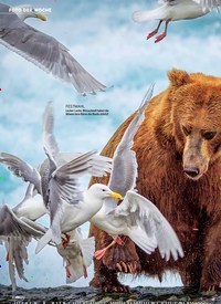 Titelbild der Ausgabe 9/2019 von FOTO DER WOCHE: Braunbär in Alaska AUF FRISCHER TAT ERTAPPT. Zeitschriften als Abo oder epaper bei United Kiosk online kaufen.