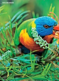 Titelbild der Ausgabe 15/2019 von Papagei in Australien DER TREIBT’S BUNT. Zeitschriften als Abo oder epaper bei United Kiosk online kaufen.