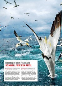 Titelbild der Ausgabe 20/2019 von FOTO DER WOCHE: Basstölpel beim Fischfang SCHNELL WIE EIN PFEIL. Zeitschriften als Abo oder epaper bei United Kiosk online kaufen.