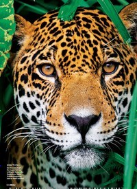 Titelbild der Ausgabe 20/2019 von Der König vomAmazonas. Zeitschriften als Abo oder epaper bei United Kiosk online kaufen.