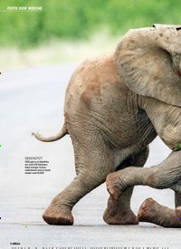 Titelbild der Ausgabe 29/2019 von FOTO DER WOCHE: Kleine Elefanten: DER WILL NUR SPIELEN. Zeitschriften als Abo oder epaper bei United Kiosk online kaufen.
