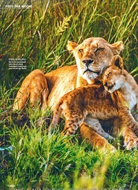 Titelbild der Ausgabe 33/2019 von FOTO DER WOCHE: Löwen in der Serengeti: ECHTE SCHMUSEKATZEN. Zeitschriften als Abo oder epaper bei United Kiosk online kaufen.