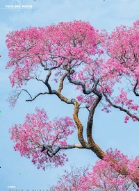 Titelbild der Ausgabe 35/2019 von FOTO DER WOCHE: Storchennest PRETTY IN PINK. Zeitschriften als Abo oder epaper bei United Kiosk online kaufen.