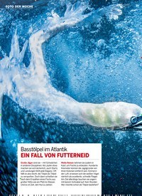 Titelbild der Ausgabe 37/2019 von FOTO DER WOCHE: Basstölpel im Atlantik EIN FALL VON FUTTERNEID. Zeitschriften als Abo oder epaper bei United Kiosk online kaufen.