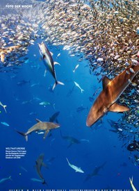 Titelbild der Ausgabe 39/2019 von FOTO DER WOCHE: Jagd der Haie DAS GROSSE FRESSEN. Zeitschriften als Abo oder epaper bei United Kiosk online kaufen.