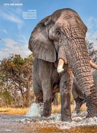 Titelbild der Ausgabe 42/2019 von FOTO DER WOCHE: Elefanten in Botsuana: EIN GROSSER SPASS. Zeitschriften als Abo oder epaper bei United Kiosk online kaufen.