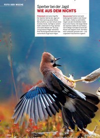 Titelbild der Ausgabe 45/2019 von FOTO DER WOCHE: Sperber bei der Jagd WIE AUS DEM NICHTS. Zeitschriften als Abo oder epaper bei United Kiosk online kaufen.
