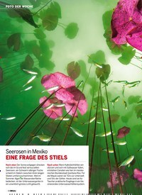 Titelbild der Ausgabe 46/2019 von Seerosen in Mexiko EINE FRAGE DES STIELS. Zeitschriften als Abo oder epaper bei United Kiosk online kaufen.