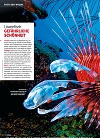 Titelbild der Ausgabe 49/2019 von FOTO DER WOCHE: Löwenfisch GEFÄHRLICHE SCHÖNHEIT. Zeitschriften als Abo oder epaper bei United Kiosk online kaufen.