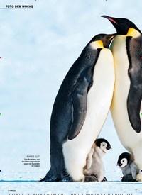 Titelbild der Ausgabe 3/2020 von FOTO DER WOCHE: Kaiserpinguine in der Antarktis FAMILIE IST ALLES!. Zeitschriften als Abo oder epaper bei United Kiosk online kaufen.