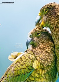 Titelbild der Ausgabe 8/2020 von FOTO DER WOCHE: Bergpapageien KLUGE KÖPFCHEN. Zeitschriften als Abo oder epaper bei United Kiosk online kaufen.