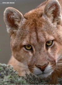 Titelbild der Ausgabe 9/2020 von FOTO DER WOCHE: Raubkatze in Patagonien: PUMA AUF DER PIRSCH. Zeitschriften als Abo oder epaper bei United Kiosk online kaufen.