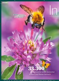 Titelbild der Ausgabe 9/2020 von Insekten in Gefahr. Zeitschriften als Abo oder epaper bei United Kiosk online kaufen.