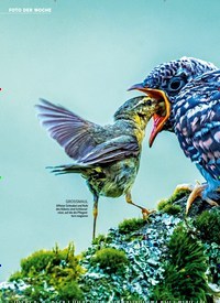 Titelbild der Ausgabe 13/2020 von FOTO DER WOCHE: Kuckuckskind HUNGRIGES RIESENBABY. Zeitschriften als Abo oder epaper bei United Kiosk online kaufen.