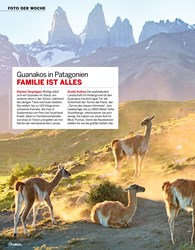 Titelbild der Ausgabe 41/2020 von FOTO DER WOCHE: Guanakos in Patagonien: FAMILIE IST ALLES. Zeitschriften als Abo oder epaper bei United Kiosk online kaufen.