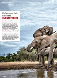 Titelbild der Ausgabe 42/2020 von FOTO DER WOCHE: Elefantenherde in Botsuana DURSTSTRECKE. Zeitschriften als Abo oder epaper bei United Kiosk online kaufen.
