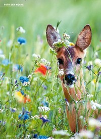 Titelbild der Ausgabe 13/2021 von Natur im Frühling: RAUS INS PARADIES!. Zeitschriften als Abo oder epaper bei United Kiosk online kaufen.