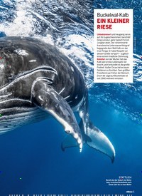 Titelbild der Ausgabe 36/2021 von Allein gegen alle. Zeitschriften als Abo oder epaper bei United Kiosk online kaufen.