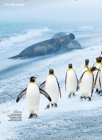 Titelbild der Ausgabe 4/2022 von Königspinguine BITTE NICHT STÖREN!. Zeitschriften als Abo oder epaper bei United Kiosk online kaufen.