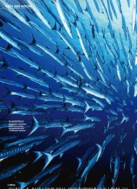 Titelbild der Ausgabe 6/2022 von Barrakudas im Stillen Ozean IM SOG DES SCHWARMS. Zeitschriften als Abo oder epaper bei United Kiosk online kaufen.