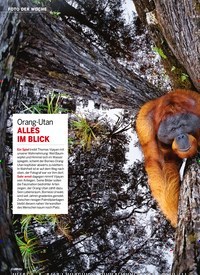 Titelbild der Ausgabe 9/2022 von Orang-Utan ALLES IM BLICK. Zeitschriften als Abo oder epaper bei United Kiosk online kaufen.