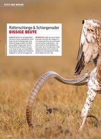 Titelbild der Ausgabe 10/2022 von Rattenschlange & Schlangenadler BISSIGE BEUTE. Zeitschriften als Abo oder epaper bei United Kiosk online kaufen.