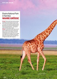 Titelbild der Ausgabe 11/2022 von Etosha National Park in Namibia WAHRE GRÖSSE. Zeitschriften als Abo oder epaper bei United Kiosk online kaufen.