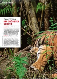 Titelbild der Ausgabe 13/2022 von Tiger in Indien. Zeitschriften als Abo oder epaper bei United Kiosk online kaufen.