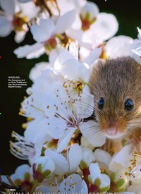 Titelbild der Ausgabe 20/2022 von Zwergmaus zwischen Blüten BLUMENKIND. Zeitschriften als Abo oder epaper bei United Kiosk online kaufen.