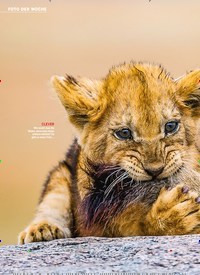 Titelbild der Ausgabe 21/2022 von In der Serengeti BABY MIT BISS. Zeitschriften als Abo oder epaper bei United Kiosk online kaufen.