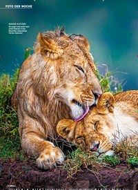 Titelbild der Ausgabe 28/2022 von Löwen in der Masai Mara, Kenia ALS DER REGEN KAM. Zeitschriften als Abo oder epaper bei United Kiosk online kaufen.