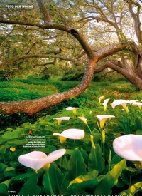 Titelbild der Ausgabe 30/2022 von Calla-Blüten STRAHLEND SCHÖN. Zeitschriften als Abo oder epaper bei United Kiosk online kaufen.