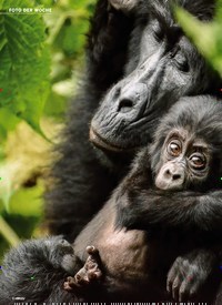 Titelbild der Ausgabe 33/2022 von Berggorillas in Uganda WUNDER IM REGENWALD. Zeitschriften als Abo oder epaper bei United Kiosk online kaufen.