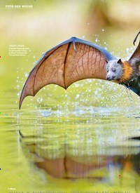 Titelbild der Ausgabe 49/2022 von DIE GROSSE FLATTER. Zeitschriften als Abo oder epaper bei United Kiosk online kaufen.