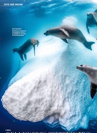 Titelbild der Ausgabe 50/2022 von Hundsrobben FRÖHLICHE EISZEIT. Zeitschriften als Abo oder epaper bei United Kiosk online kaufen.